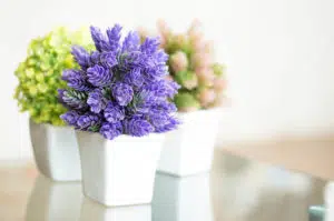 Indoor plants and spring decorations
