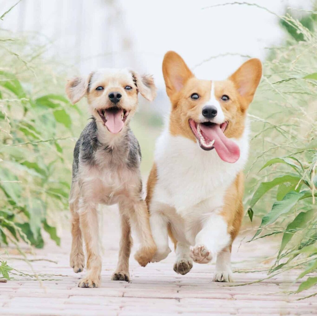 Yappy hours are a great idea for onboarding and employee engagement events