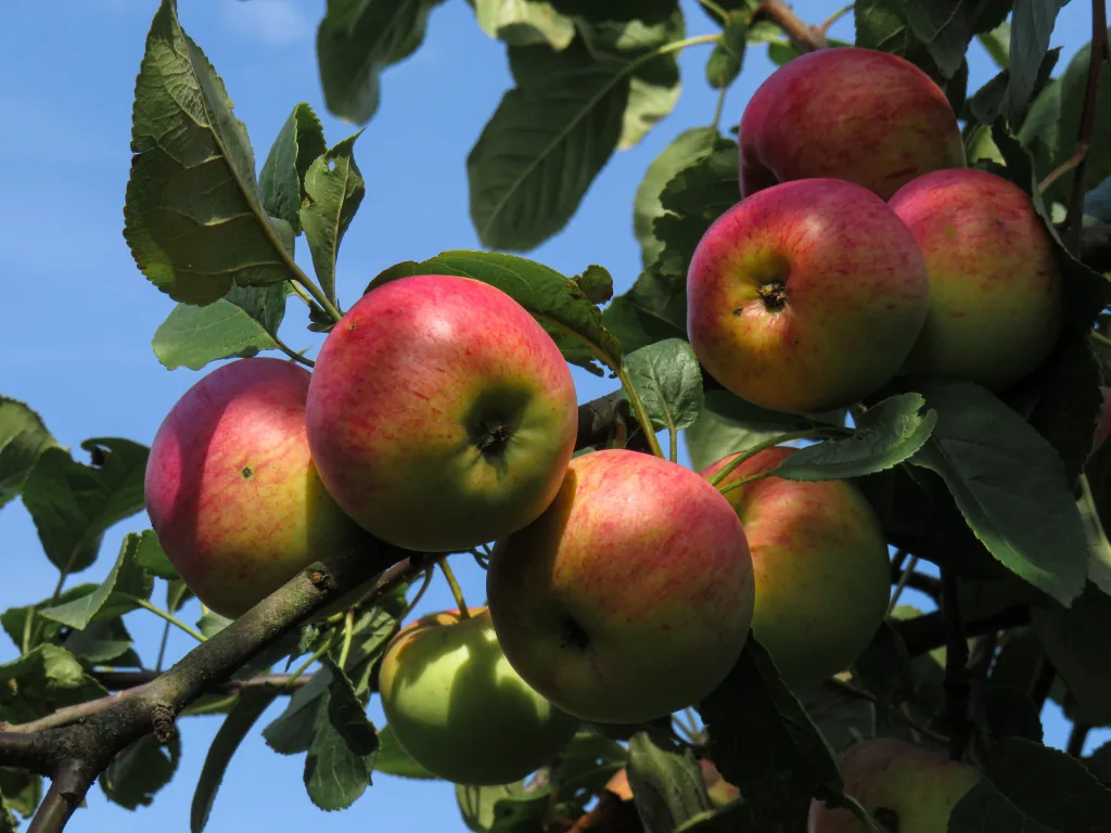 Fall is a great season for enjoying apples a wide variety of crops from the harvest. 
